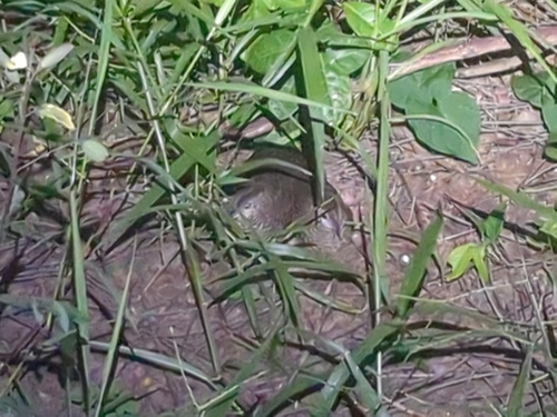 Barred Buttonquail