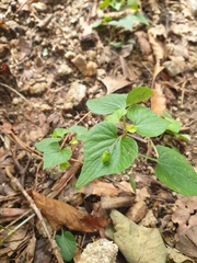 Viola acuminata