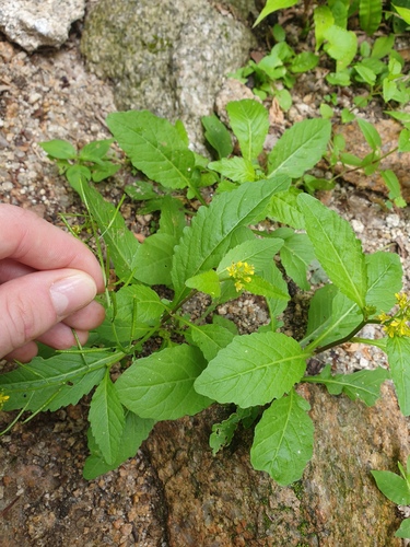 Rorippa indica, photograph 1