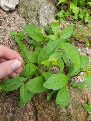 Rorippa indica