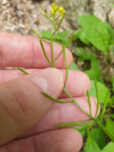 Rorippa indica, photograph 2