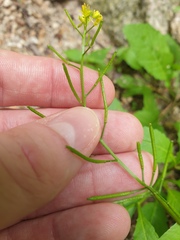 Rorippa indica, photograph author not stated, no rights reserved