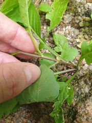 Rorippa indica, photograph author not stated, no rights reserved