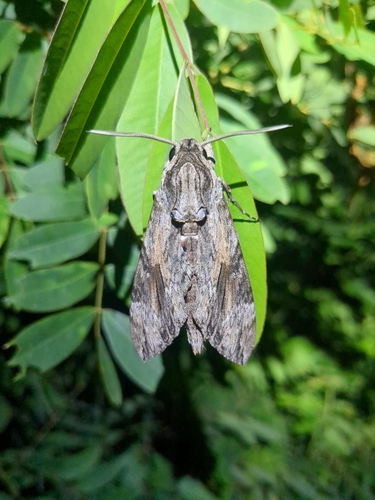 Convolvulus Hawkmoth