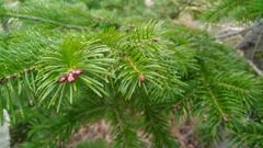 Abies sachalinensis