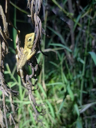 Thai Garden Lizard