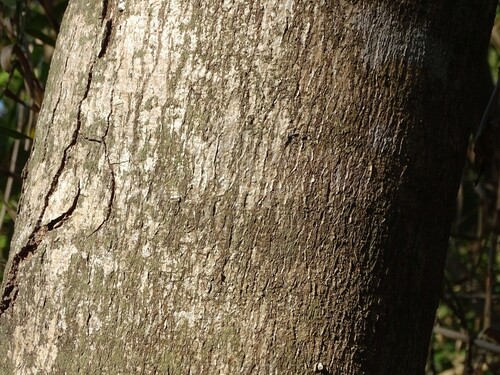Sterculia quadrifida, photograph 2