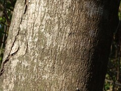 Sterculia quadrifida, photograph (c) Andrew Parker, some rights reserved (CC BY)