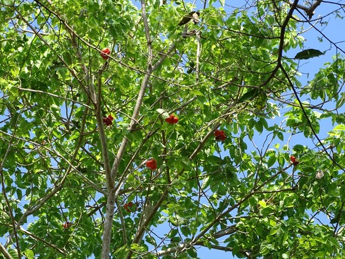 Sterculia quadrifida, photograph 1