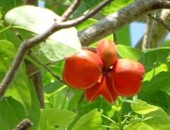 Sterculia quadrifida