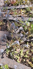 Myosotis stricta