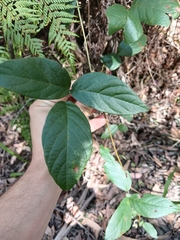 Kennedia rubicunda, photograph author not stated, no rights reserved