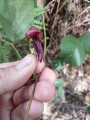 Kennedia rubicunda, photograph author not stated, no rights reserved