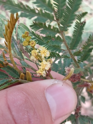 Acacia irrorata