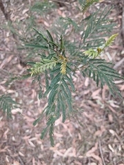 Acacia irrorata, photograph author not stated, no rights reserved