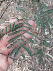 Acacia irrorata, photograph author not stated, no rights reserved