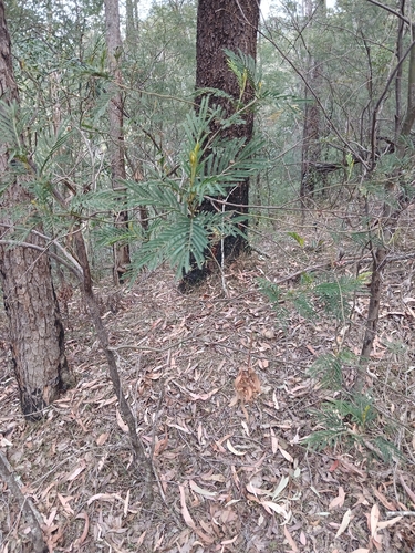 Acacia irrorata, photograph 4