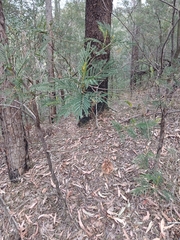 Acacia irrorata, photograph author not stated, no rights reserved
