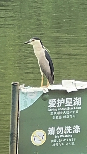 Black-crowned Night Heron