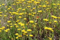 Crepis alpina