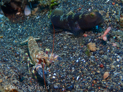 Cryptocentrus fasciatus