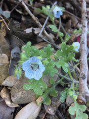 Nemophila menziesii integrifolia