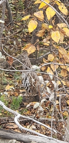 Ruffed Grouse