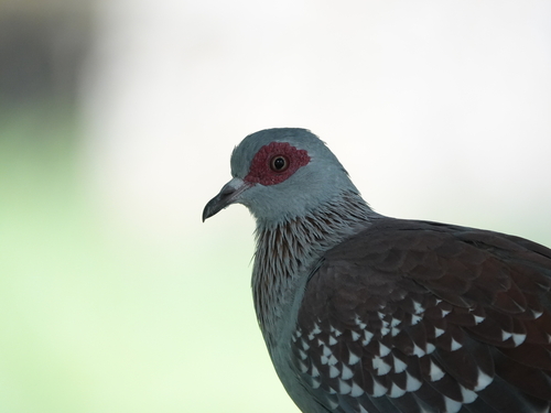 Northern Speckled Pigeon