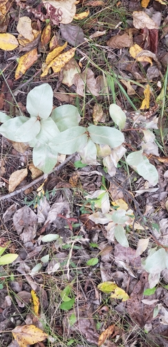 Silverberry
