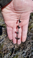 Pedicularis palustris