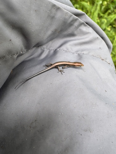 Lampropholis delicata observed 2026-09-15