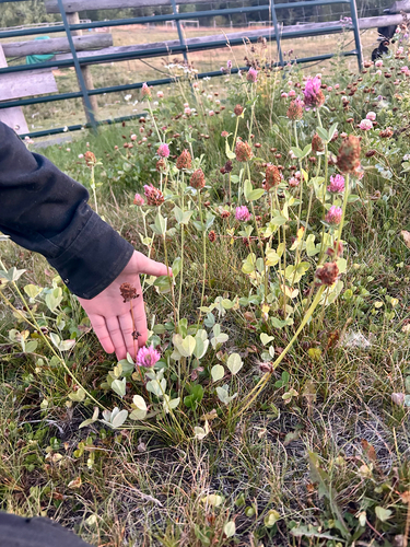 Red Clover