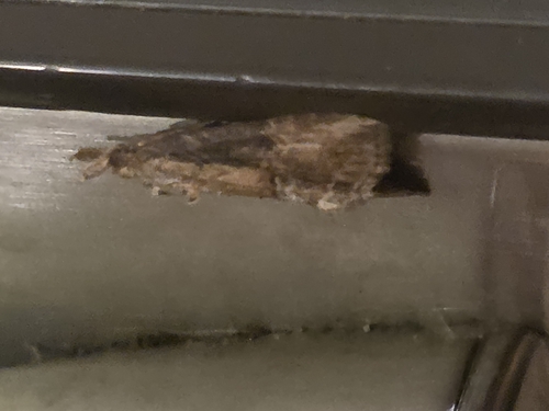 Green Cloverworm Moth
