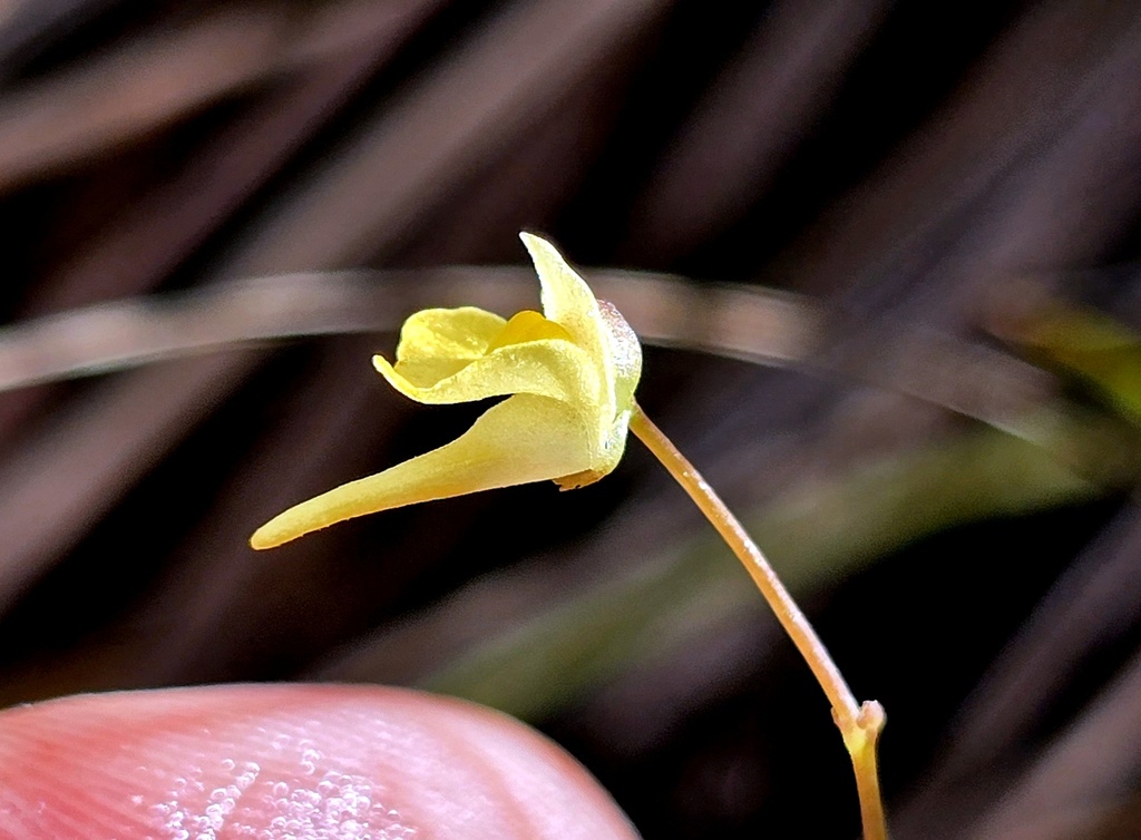 Utricularia trinervia