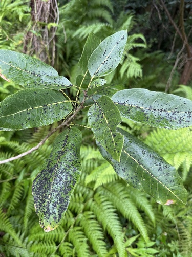 Sapindus oahuensis observed 2026-09-15