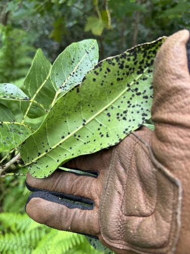 Sapindus oahuensis, photograph 2