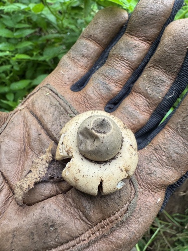 Geastrum, 2026-09-15