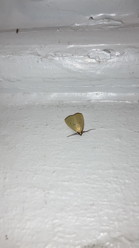 Black-bordered Lemon Moth