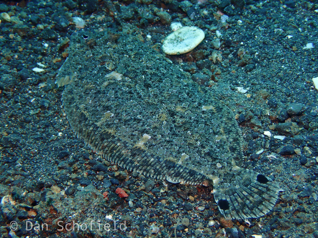 Largescale flounder