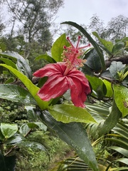 Hibiscus kokio, photograph (c) Brynn Fricke, some rights reserved (CC BY)
