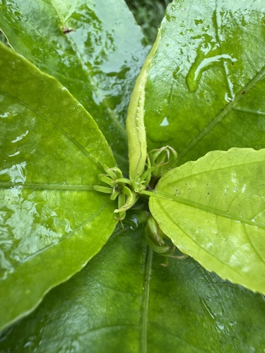 Hibiscus kokio, photograph 2