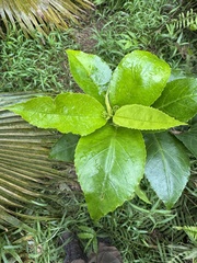 Hibiscus kokio, photograph (c) Brynn Fricke, some rights reserved (CC BY)