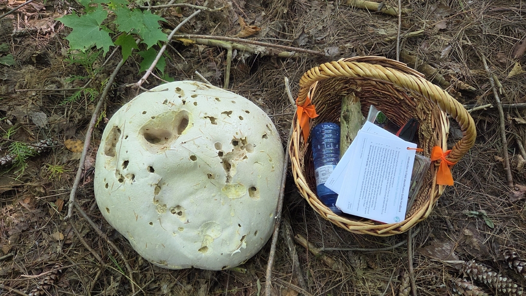 giant puffball · September 2026 · photo: Photo: no rights reserved · iNaturalist