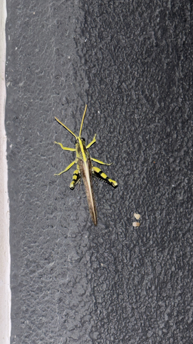 Obscure Bird Grasshopper