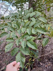 Polyscias elegans, photograph author not stated, no rights reserved