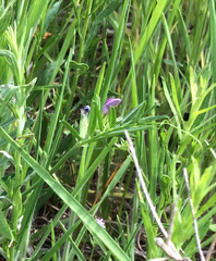 Dyschoriste linearis