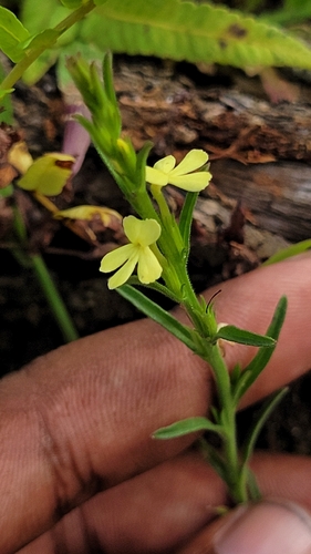 Striga asiatica, photograph 1