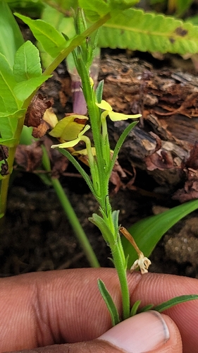 Striga asiatica, photograph 2