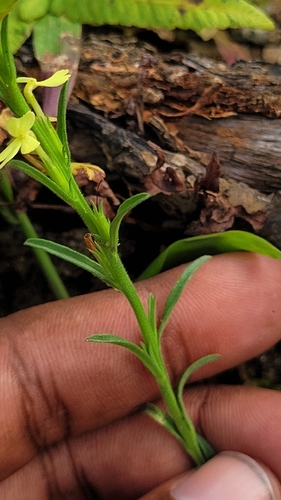 Striga asiatica, photograph 3