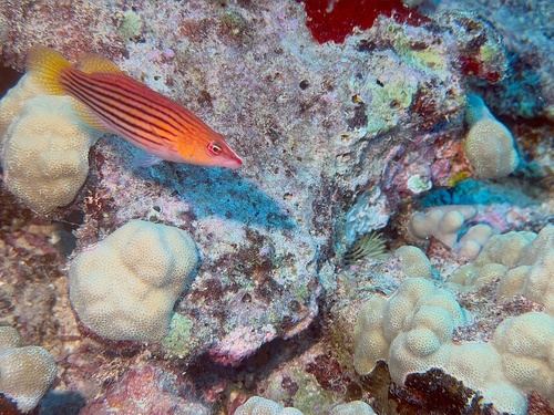 Pseudocheilinus octotaenia observed 2026-09-14